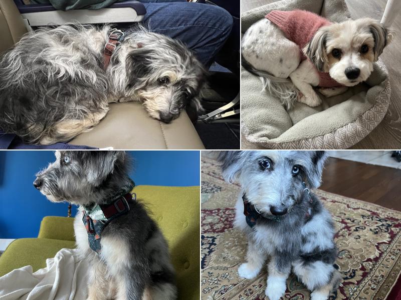 Sugar and Spice: Dog Grooming and Bakery