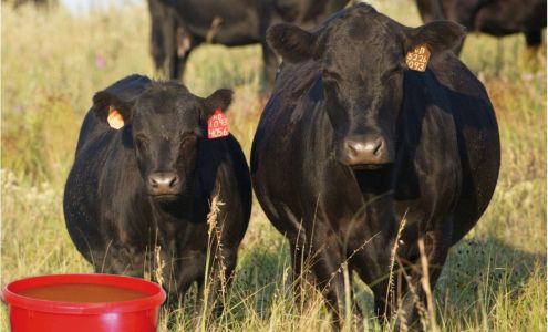 Washington County Farm Supply Belgrade