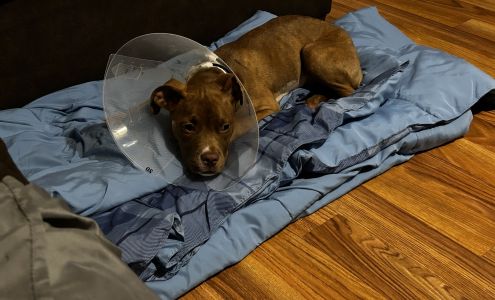 PETS Emergency Hospital, A Thrive Pet Healthcare Partner Evans