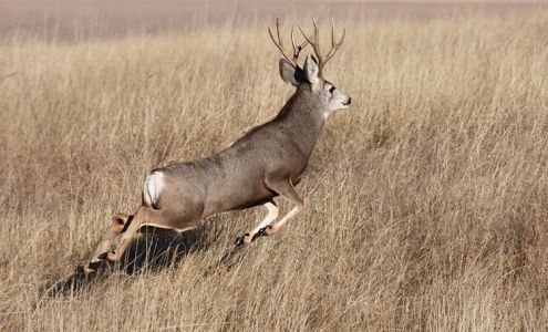 Montana Trails Trophy Otfttrs Clyde Park