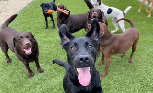 Lake Farm Boarding Kennels