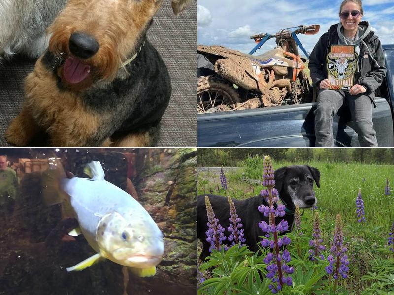 Muttley Makeovers by Miss Mae