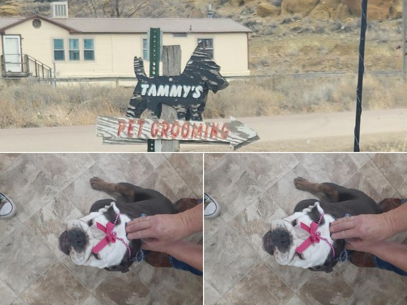 Tammy's Pet Grooming