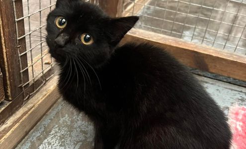 WildRoses Manx Cattery Bosque