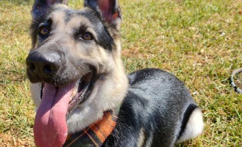 Pet Beauty Shop 3242 TX-103, Lufkin