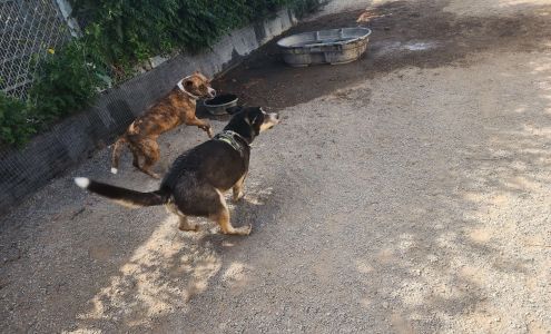 Mis Amigos Pet Care Center Arenas Valley