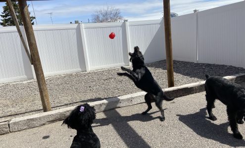 Wiggles N’ Waggles Pet Resort & sPAW