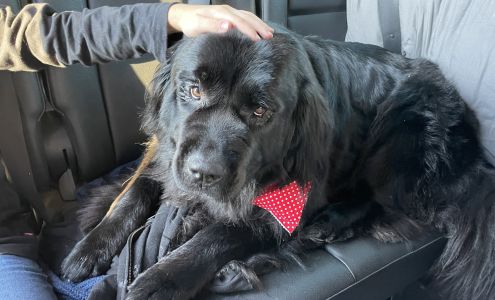 Paradise Pups 17292 LA-1061, Amite City Louisiana 70422