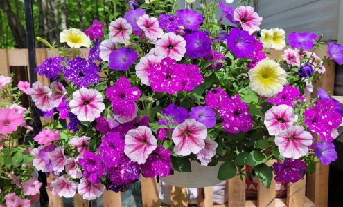 Amish Greenhouse Sugar Grove