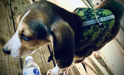 Bo's Bones gourmet organic dog biscuits