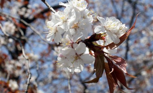 SEM Inc-Sharp's Electronic