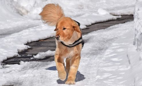 Puparazzi Dog Grooming 262 Main St, Chester California 96020