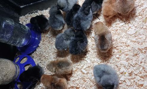 Milk-E-Way Feed & Trucking Coquille