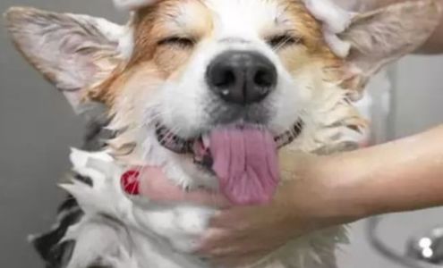 Andie's Paws & Claws LLC