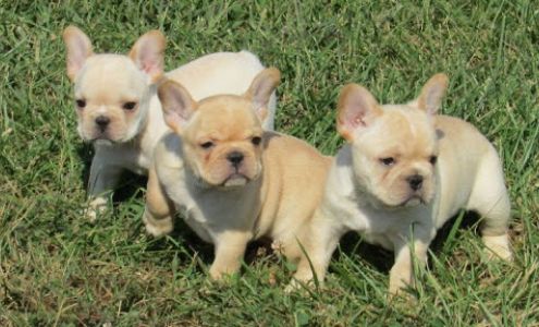 Indian Ridge Kennel Pleasant Hope