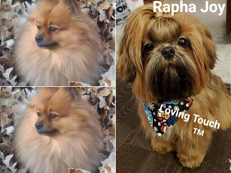 Lisa's Mobile Pet Grooming