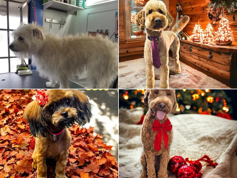 A Doggie Do and Daycare Too LLC-Toledo