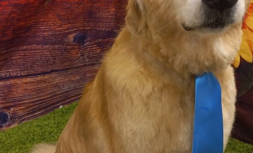 Pampered Pooch Day Spa 1203 La Salle St, Ottawa Illinois 61350