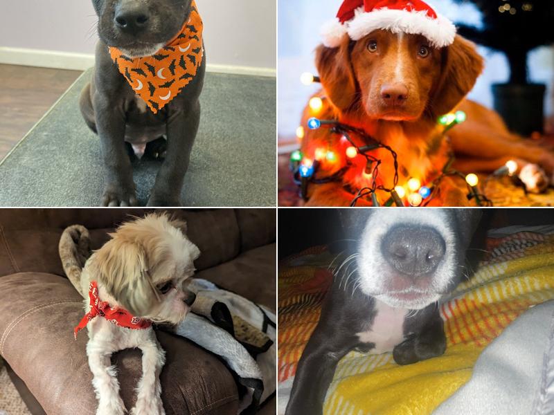 Pampered Paws Pet Grooming