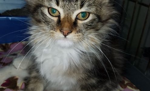 West Plains Regional Animal Shelter Thrift store West Plains