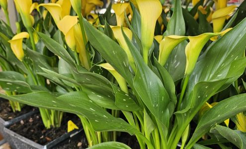 Garden Center at The Home Depot