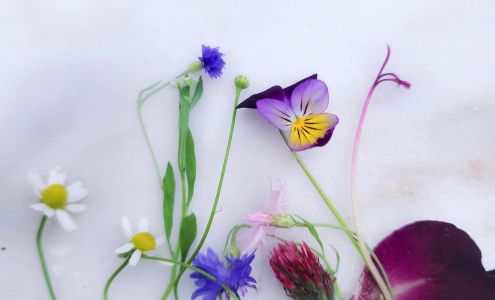 Wilder North Botanicals - Holistic Skin Care Nottingham