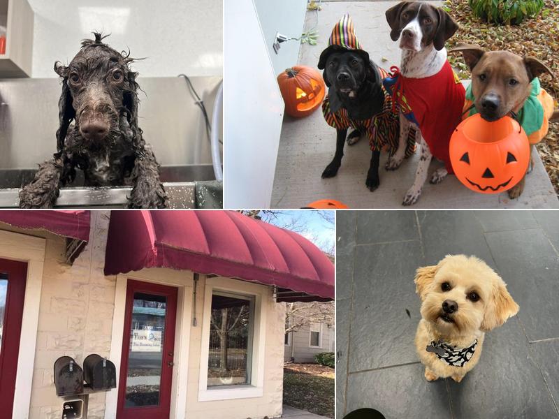 Tanks Place - Kathy Hamm/Dog Groomer