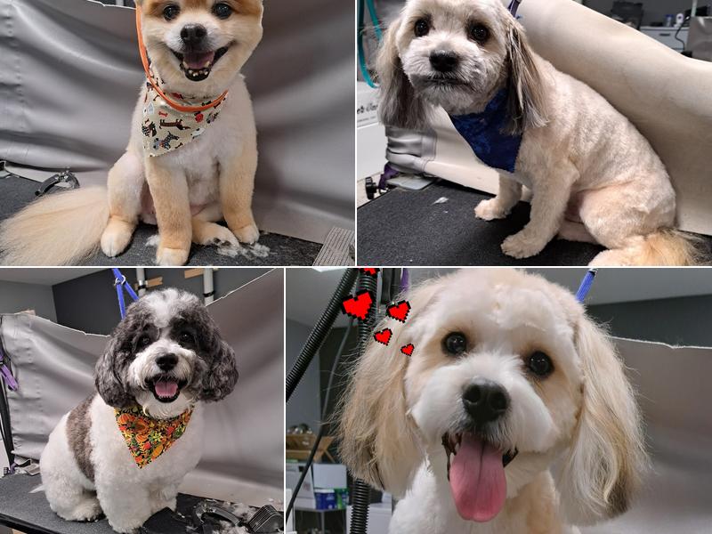 The Dog Spaw & Poochie's Playhouse