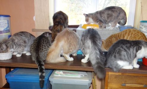 Derwydd Alpacas Esparto