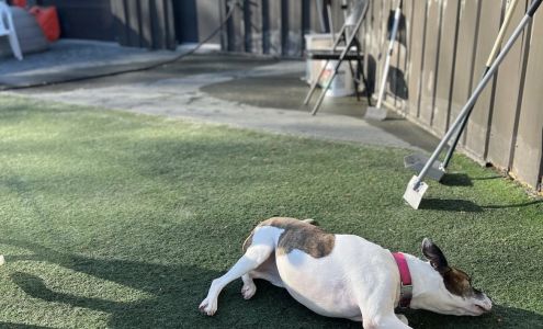 Dog Star Canine Springfield