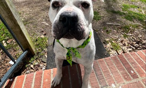 Adorable Canines Pet Grooming