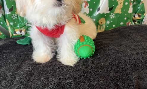 Puppy Tails Kennel Of Walker