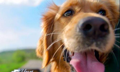 Invisible Fence Brand Berwyn Heights