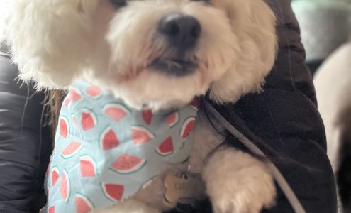 Lucky Paws Pet Grooming