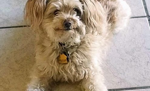 Dog Wash Do It Yourself Bath House for Pets