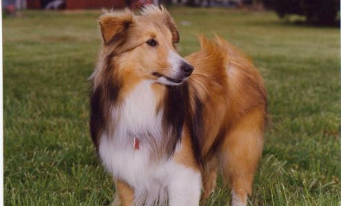 You Dirty Dog Cave Junction