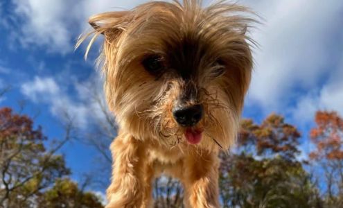 Leader of the Pack Doggie Daycare
