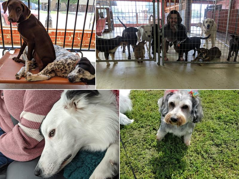 Pawsitively Purrfect