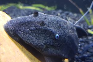 Aquallations Garfield