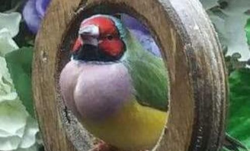 Oak Creek Aviaries Campbell