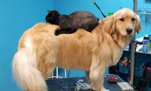 Kitty and Kanine Day Spa