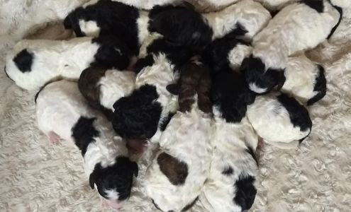 Rosey Doodles American Falls