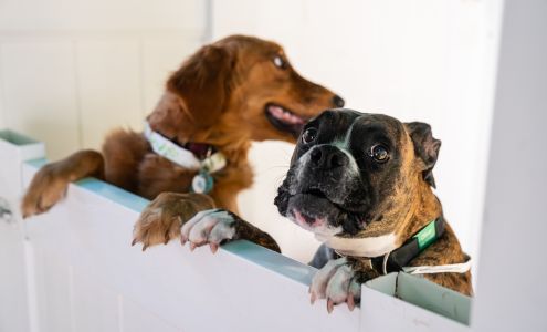 Bone Sweet Bone - Studio City