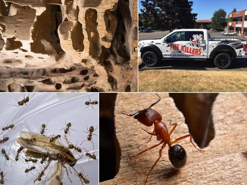 The Killers Pest Control Salem