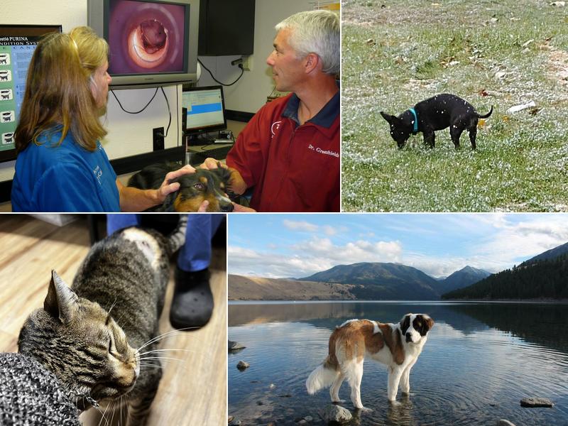 Double Arrow Veterinary Clinic PC