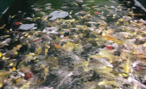 Blue Ridge Fish Hatchery Claudville