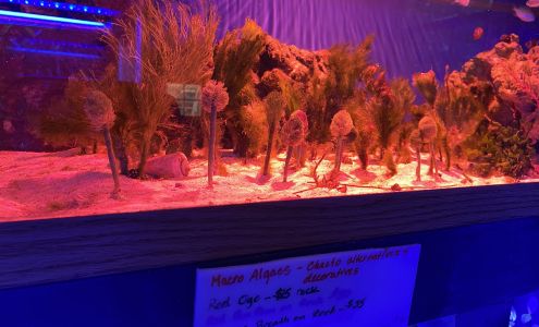 Blue Ribbon Koi & Marine