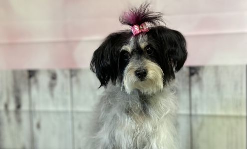 Elsas Chop Shop LLC 1960 AZ-95 suite 16, Bullhead City Arizona 86442