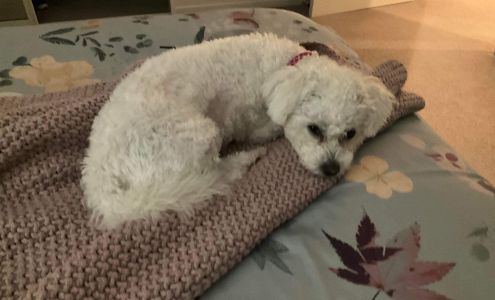 Preppy Pets & Spa 385 Pegasus Meadow, Gallion Alabama 36742