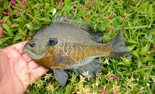 Blue Ribbon Lures Hunting and Fishing